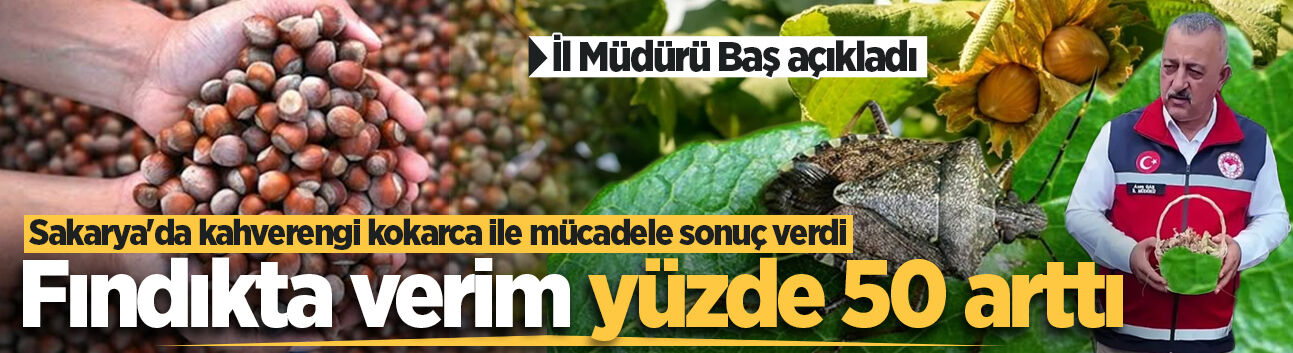 Sakarya'da kahverengi kokarca ile mücadele sonuç verdi: Fındıkta verim yüzde 50 arttı