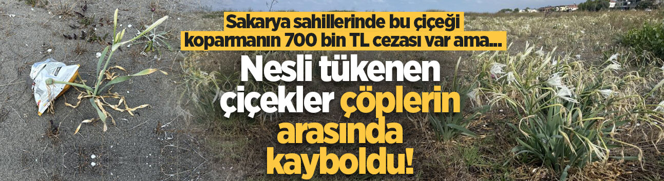 Sakarya sahillerinde koparmanın cezası 700 bin lira olan kum zambakları çöpler arasında
