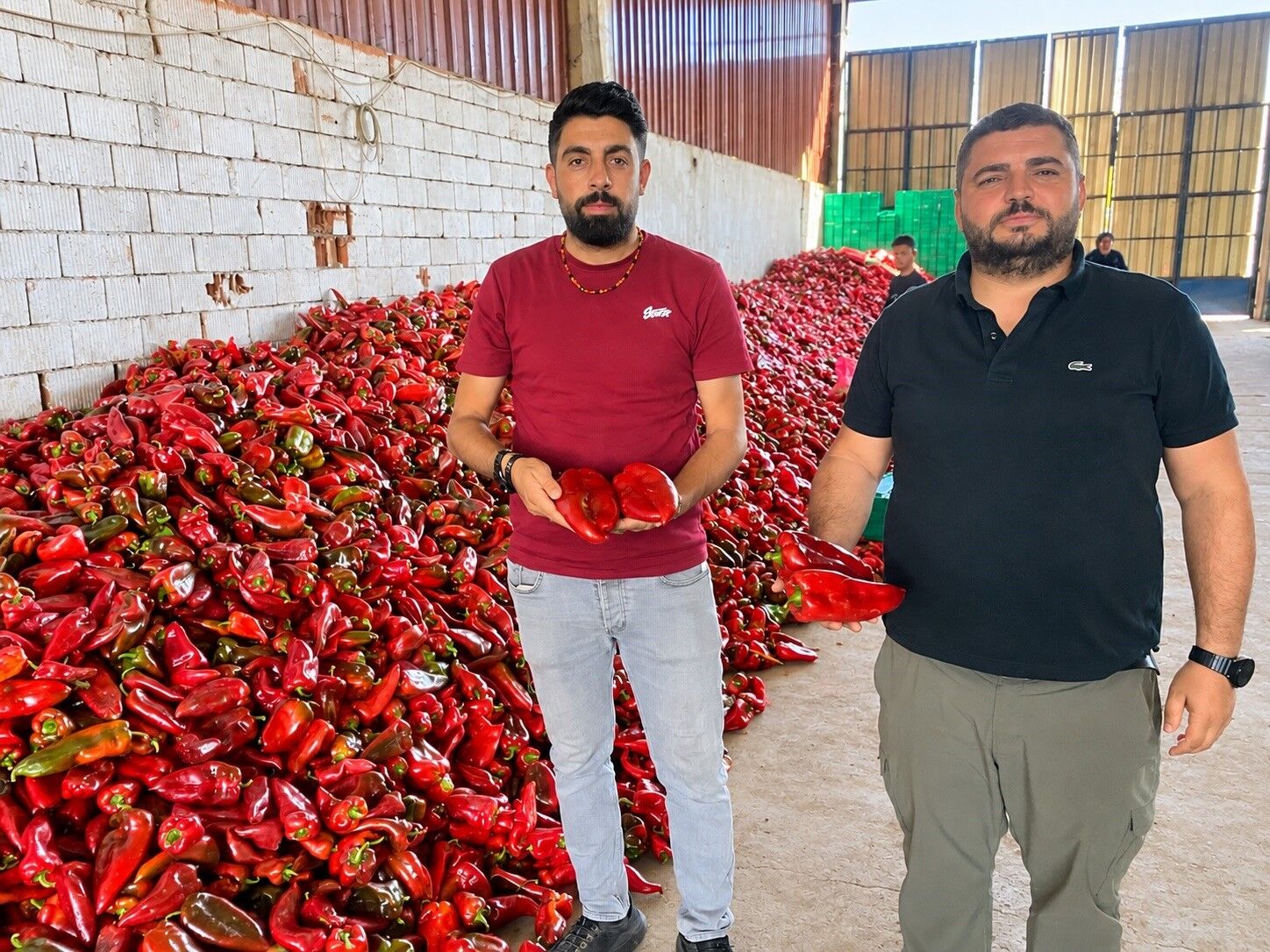 Kapya biberde bolluk fiyatlar düştü