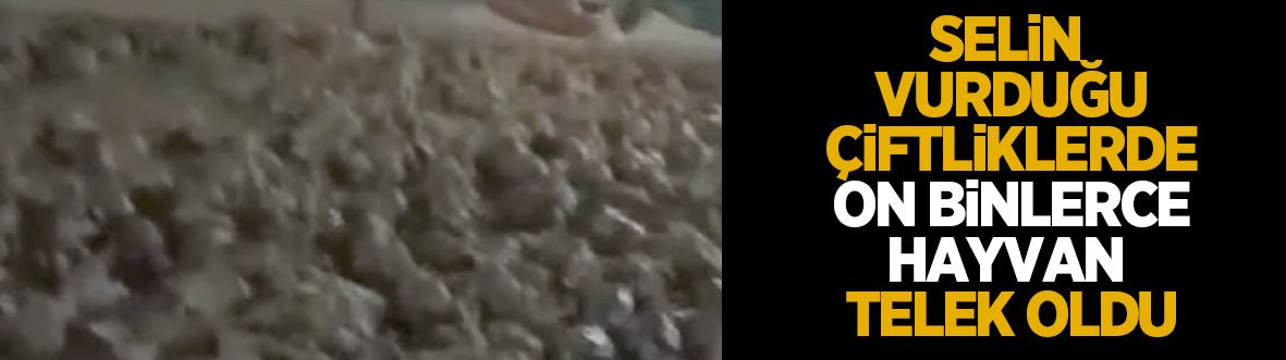 Sel felaketi hayvancılığı da vurdu! Çiftliklerde büyük kayıp