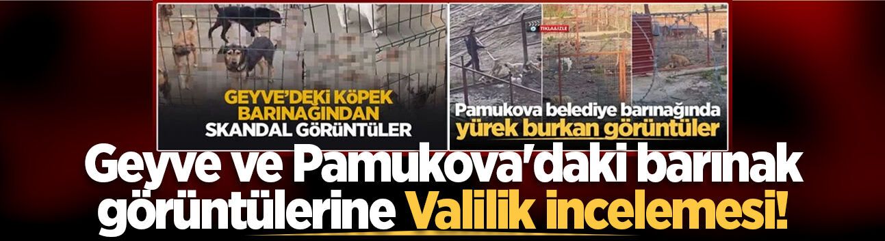 Geyve ve Pamukova'daki barınak görüntülerine Valilik incelemesi!
